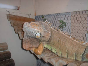 dscf0421.jpg
